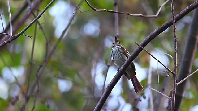 哥斯达黎加的条纹Flycatcher, myiodyastes maculatus视频素材