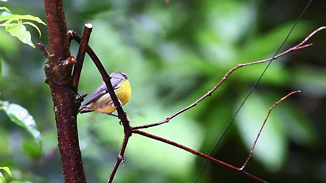 哥斯达黎加香蕉(Coereba flaveola)视频素材