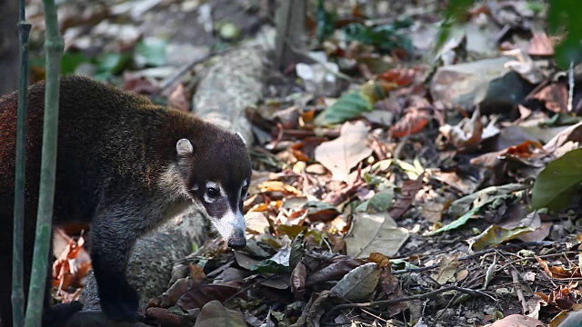 白鼻子的Coatimundi, Nasua narica，从观众身边走过视频素材