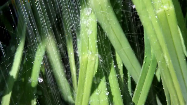 在花园里给绿色植物浇水。视频素材