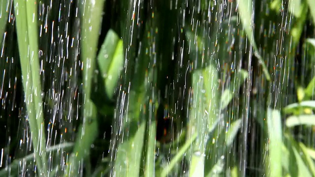 在花园里给绿色植物浇水。视频素材