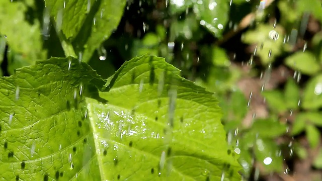 在花园里给绿色植物浇水。视频素材