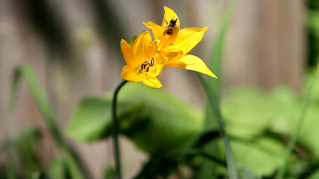 黄星上的蜜蜂(Gágea lútea)。视频素材