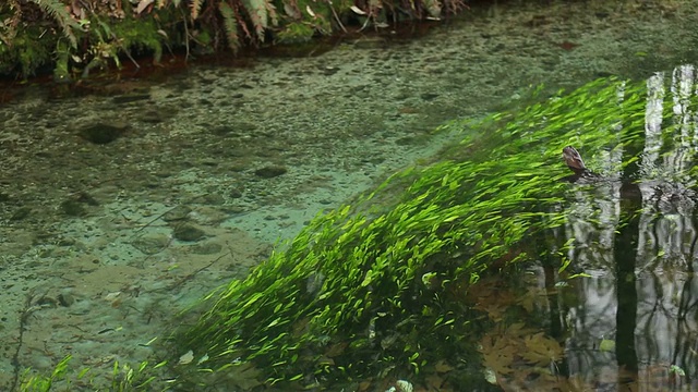 浅水中游动的鲟鱼视频素材