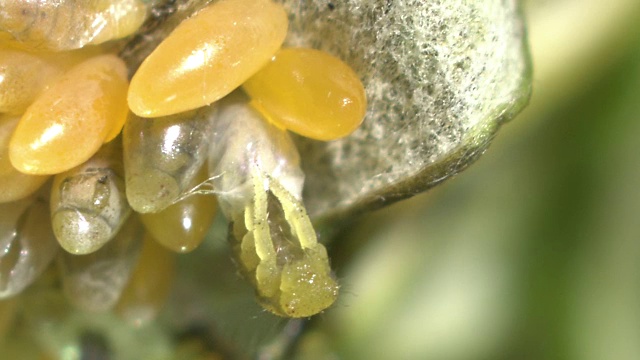 瓢虫的幼虫和卵视频素材