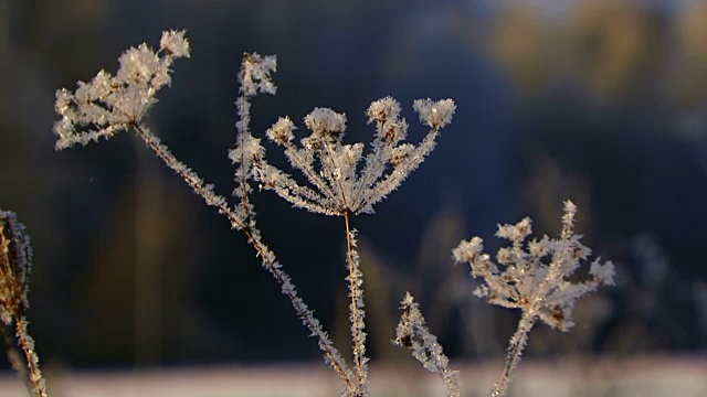 冬天森林里的冻草视频素材