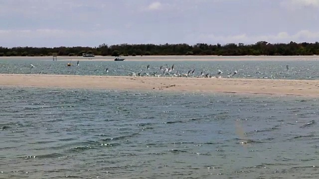 海鸥飞向相机和喂食视频下载