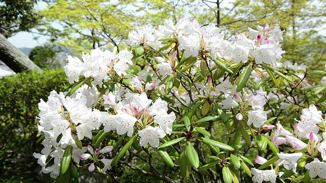 日本的樱花在春天盛开视频素材