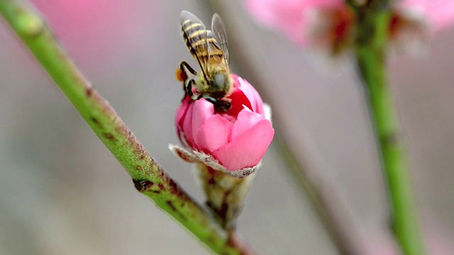 蜜蜂忙着从花中吸取花蜜视频素材