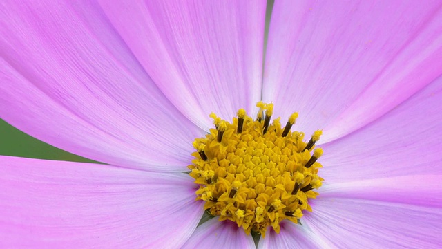 宇宙花极端特写视频素材