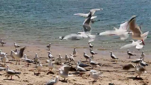 海鸥从沙洲飞向摄像机并进食视频下载