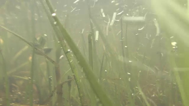 在满载水的稻田里游泳的鲤鱼视频素材