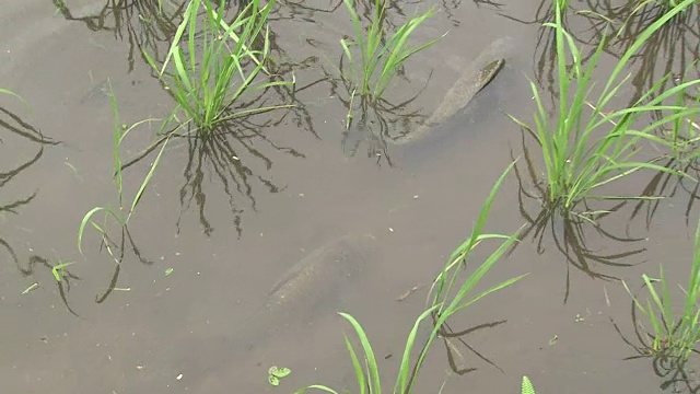 鲤鱼和鲤鱼在游泳视频素材