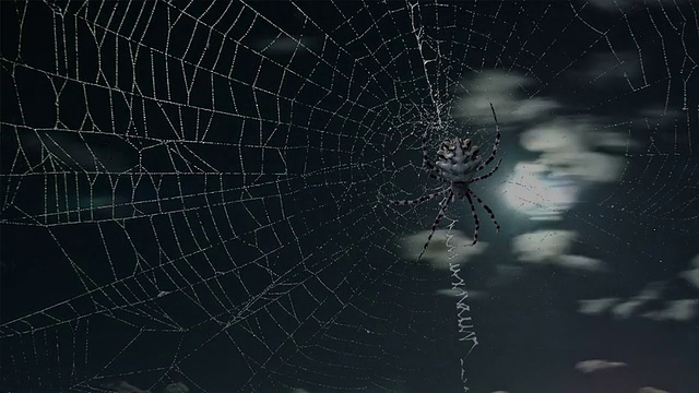 Argiope蜘蛛随着月亮和云彩流逝视频素材