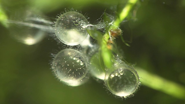 日本米鱼卵粘在水草上视频素材