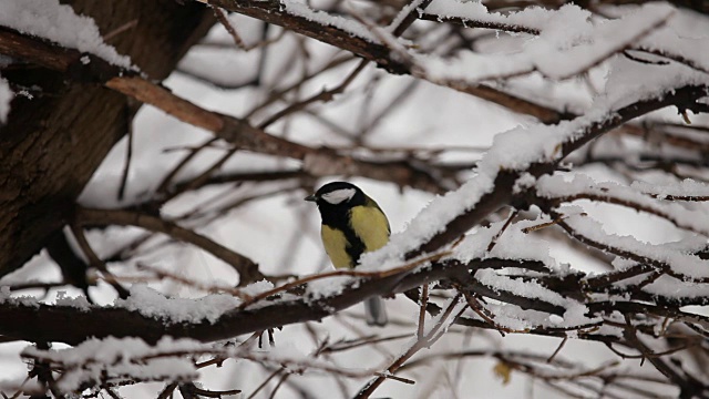 孤独的山雀坐在白雪覆盖的树上视频素材