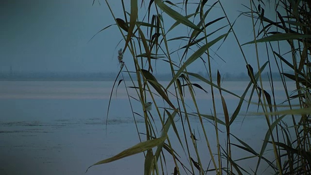 湖上芦苇视频素材