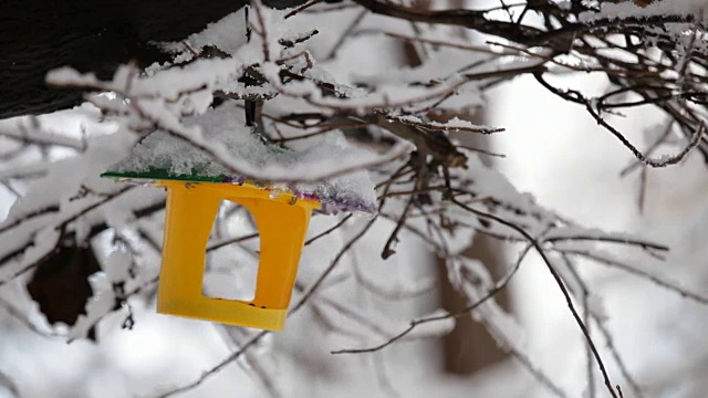 挂在雪树枝上的喂鸟器视频素材