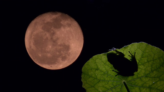 夜晚时光流逝南方青蛙和大月亮视频素材