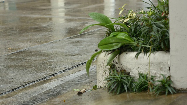 暴雨袭击植物视频下载