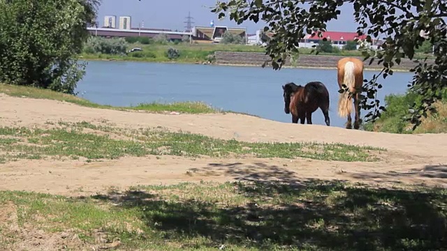 两匹马去了河边视频下载