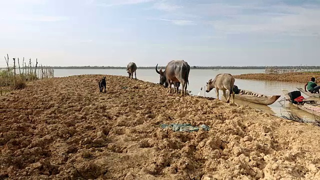 水牛在浑浊的河水中行走视频素材