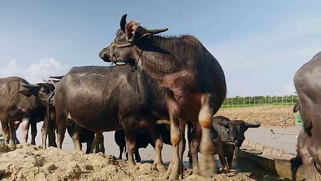 一群水牛从河里出来视频素材