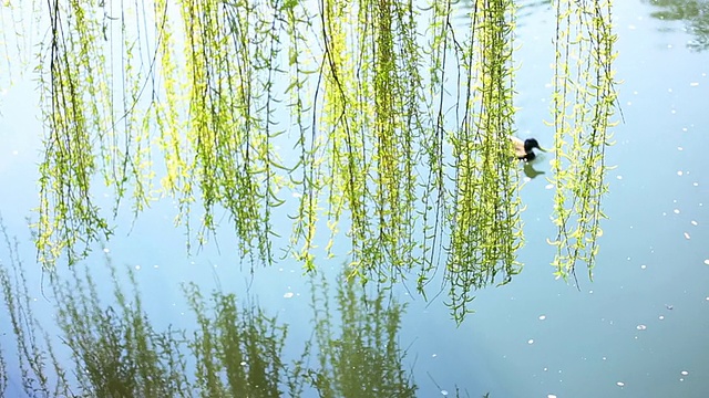 两只鸭子在河里视频素材