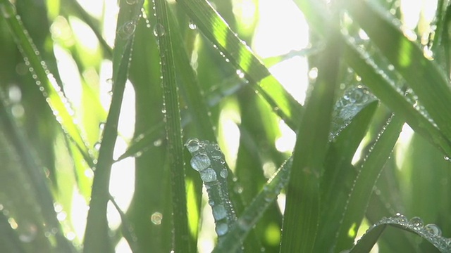 雨后草视频素材