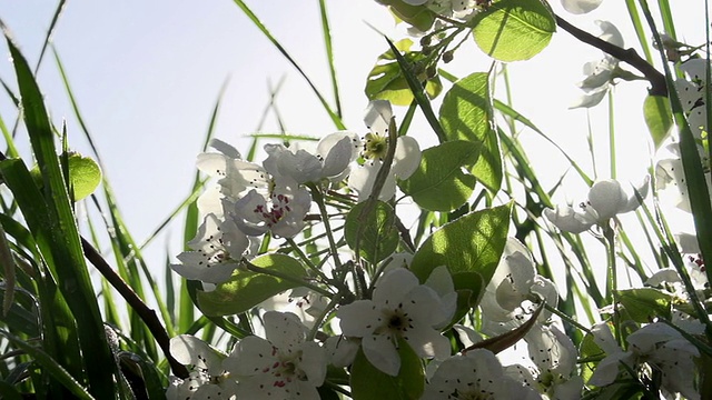 草上花枝视频素材