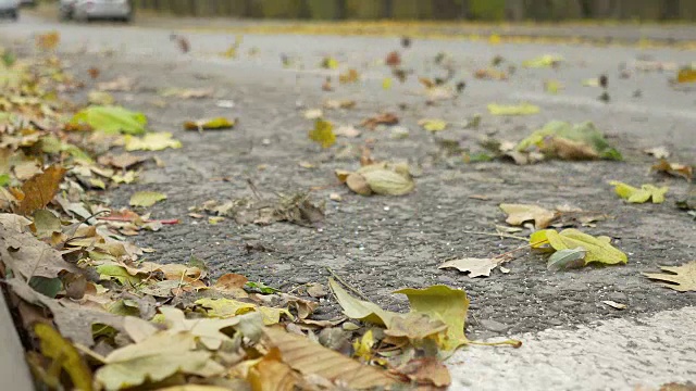 风吹拂着街道上的树叶视频素材