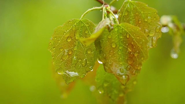 水滴落在叶子表面。视频素材