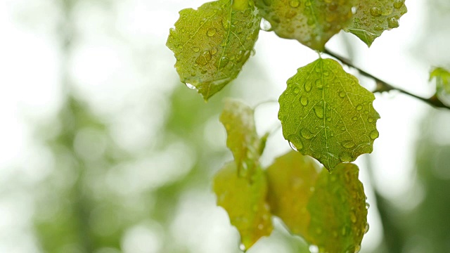 水滴落在叶子表面。视频素材