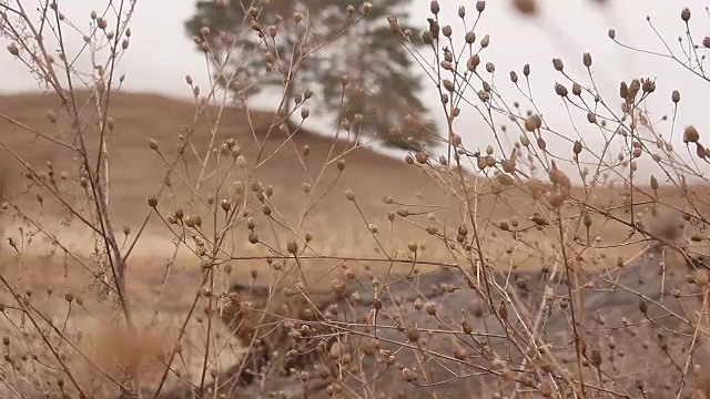 秋季草木干枯，以树为自然景观视频素材