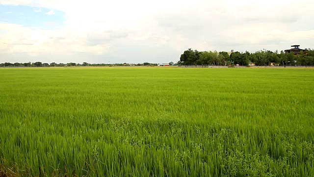 高清视频:绿色的稻田和天空，泰国。视频素材