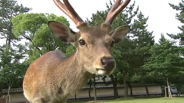 日本奈良的梅花鹿视频素材