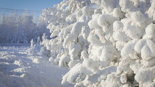 近雪覆盖松树与雪花飘落视频素材