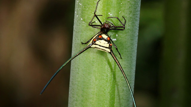 多刺圆蛛(gaasteracantha sp.)视频素材