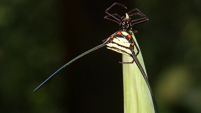 多刺圆蛛(gaasteracantha sp.)视频素材