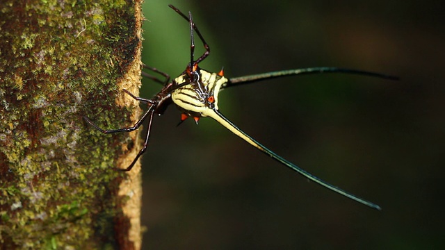 多刺圆蛛(gaasteracantha sp.)视频素材