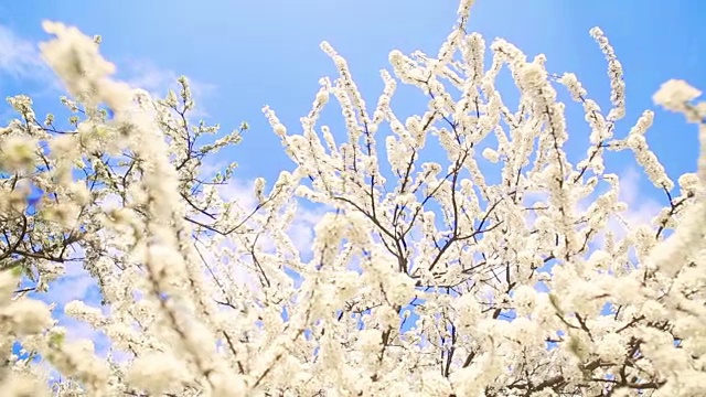 漂亮的苹果树枝视频素材