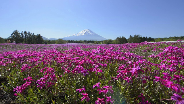 福禄克斯和富士山，在山梨县，日本视频下载