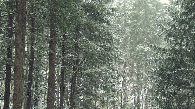 森林里的雪视频素材