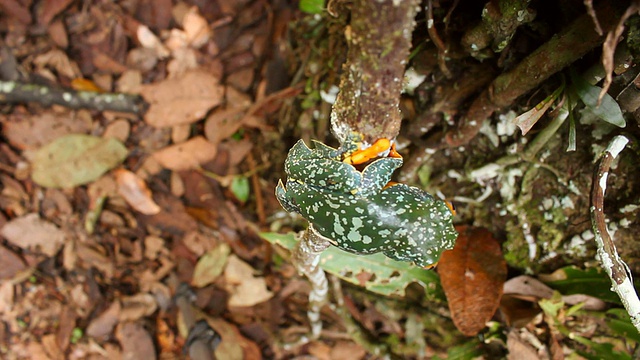 亚马逊叶蛙(Cruziohyla craspedopus)视频素材