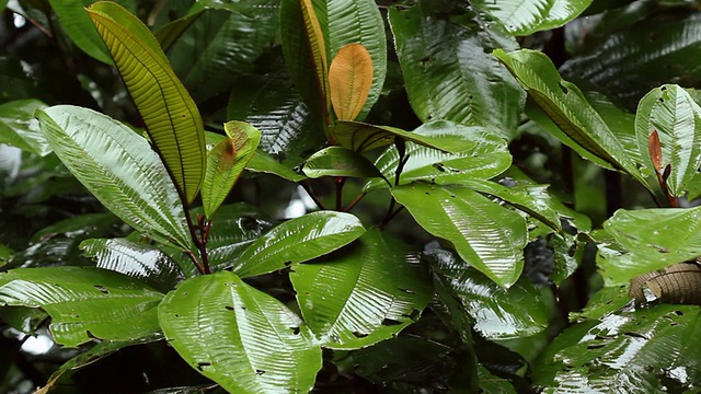 雨落在雨林中视频素材