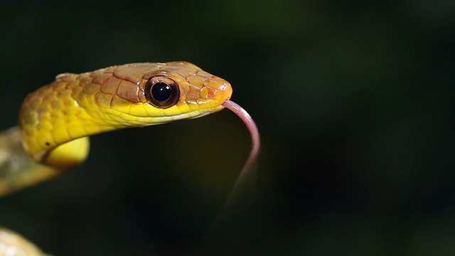 橄榄鞭蛇(chironius fuscus)视频素材