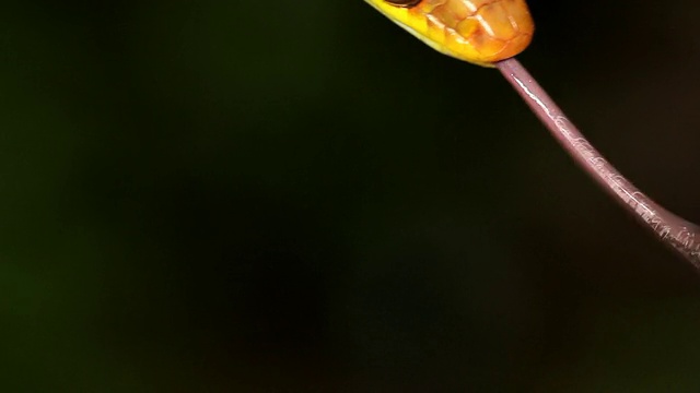 橄榄鞭蛇(chironius fuscus)视频素材