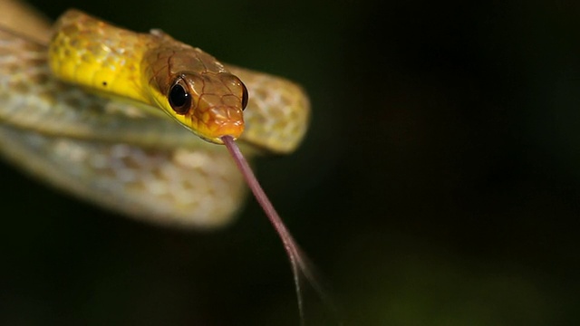 橄榄鞭蛇(chironius fuscus)视频素材