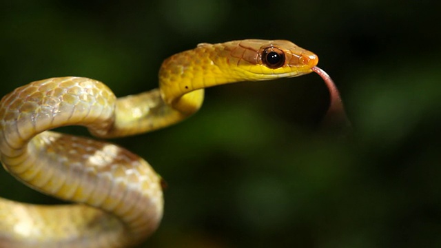 橄榄鞭蛇(chironius fuscus)视频素材