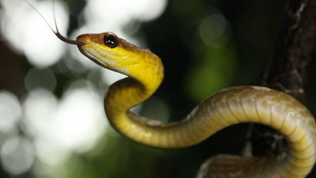 橄榄鞭蛇(chironius fuscus)视频素材